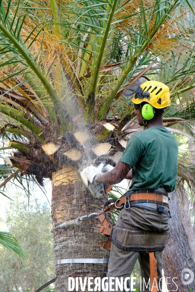 Taille traditionnelle des palmiers à Majorque