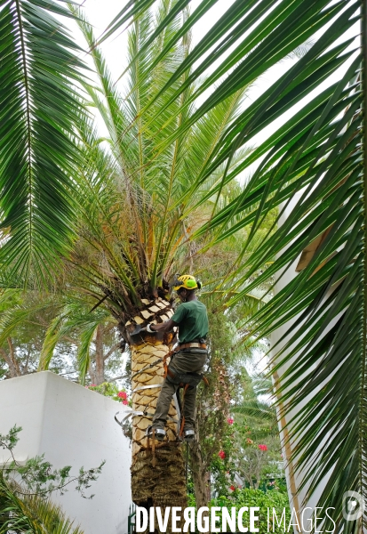 Taille traditionnelle des palmiers à Majorque