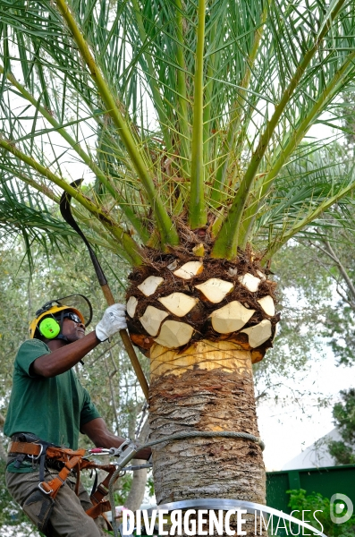 Taille traditionnelle des palmiers à Majorque