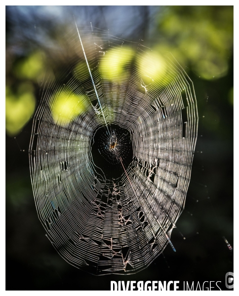 Araignée du matin