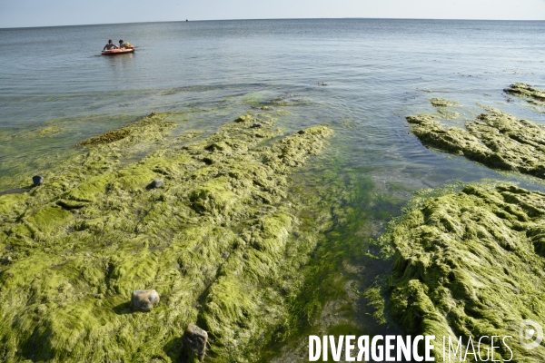 Algues vertes en Côtes d Armor. Green algae in Côtes d Armor.