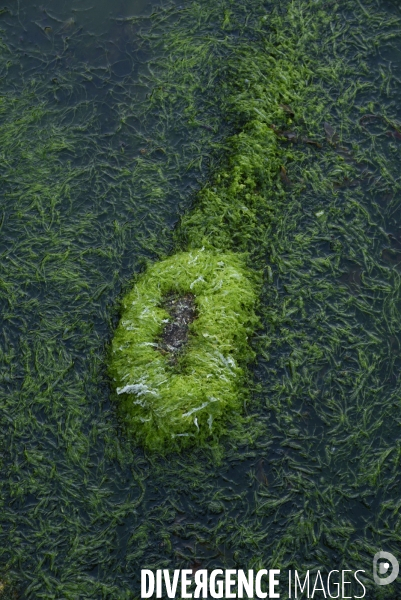 Algues vertes en Côtes d Armor. Green algae in Côtes d Armor.