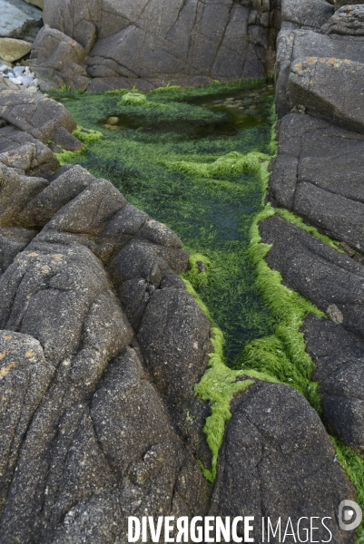 Algues vertes en Côtes d Armor. Green algae in Côtes d Armor.