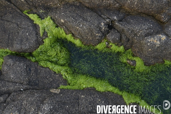 Algues vertes en Côtes d Armor. Green algae in Côtes d Armor.
