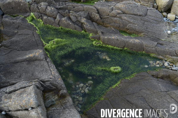 Algues vertes en Côtes d Armor. Green algae in Côtes d Armor.