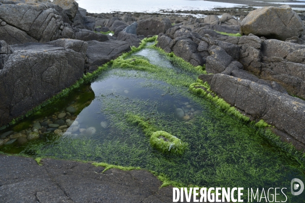 Algues vertes en Côtes d Armor. Green algae in Côtes d Armor.