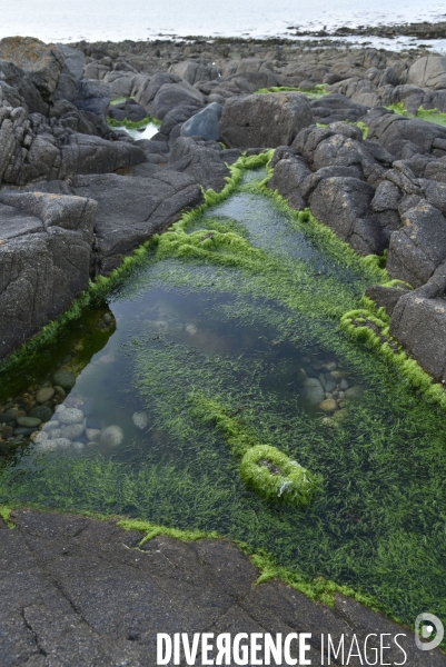 Algues vertes en Côtes d Armor. Green algae in Côtes d Armor.