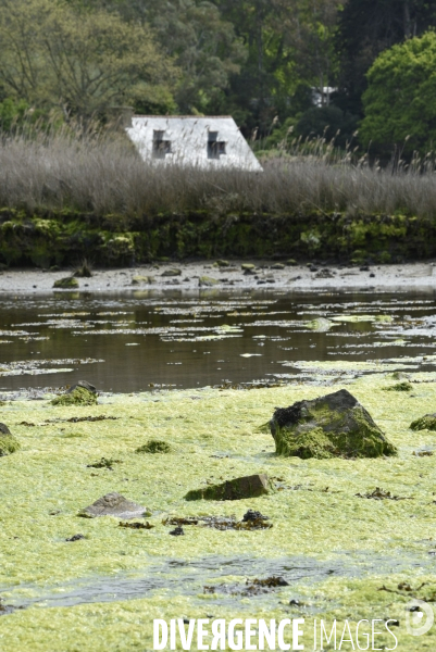 Algues vertes en Côtes d Armor. Green algae in Côtes d Armor.