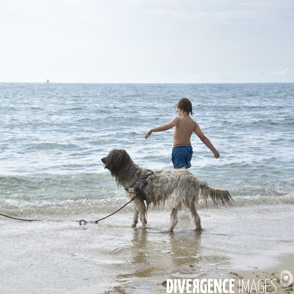 Un chien à la plage en été avec sa famille. A dog at beach in summer.
