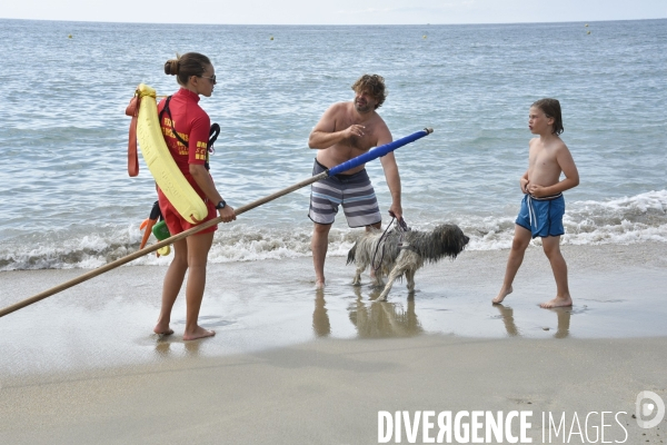 Un chien à la plage en été avec sa famille. A dog at beach in summer.