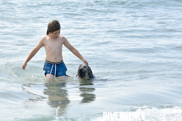 Un chien à la plage en été avec sa famille. A dog at beach in summer.