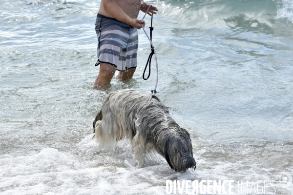 Un chien à la plage en été avec sa famille. A dog at beach in summer.