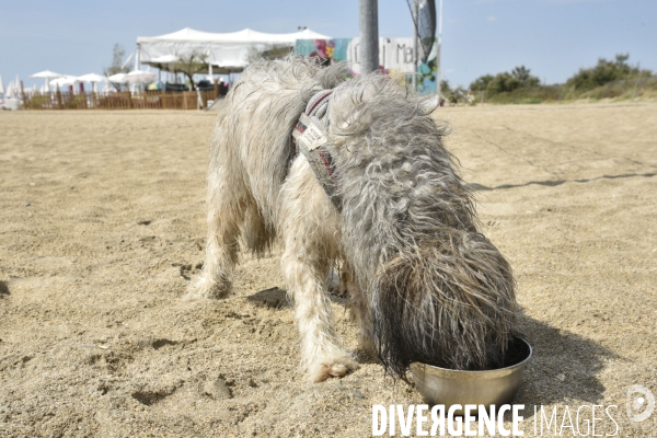 Un chien à la plage en été avec sa famille. A dog at beach in summer.