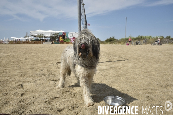 Un chien à la plage en été avec sa famille. A dog at beach in summer.