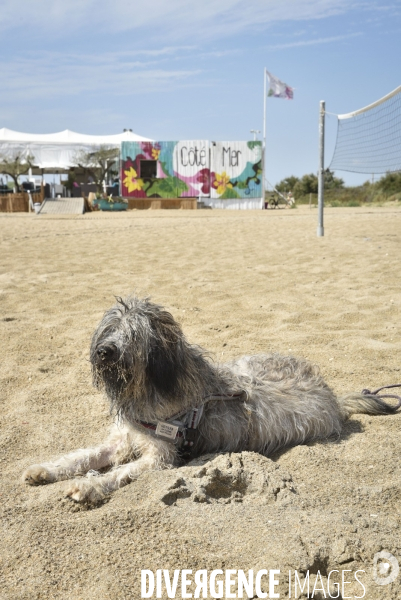 Un chien à la plage en été avec sa famille. A dog at beach in summer.