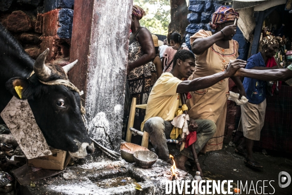 Pelerinage vaudou de saint jacques, a plaine-du-nord, haiti.