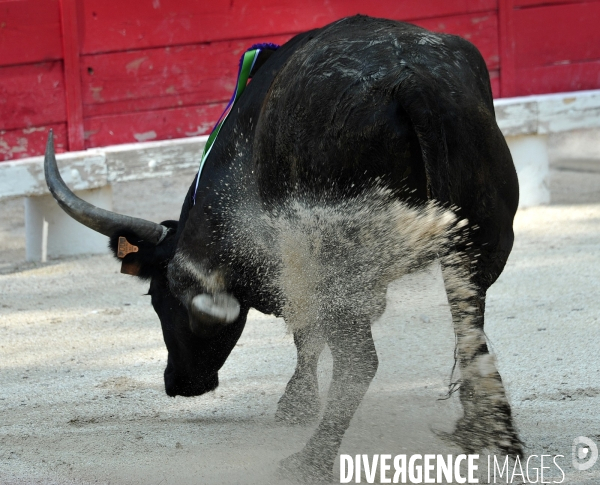 Courses Camarguaises