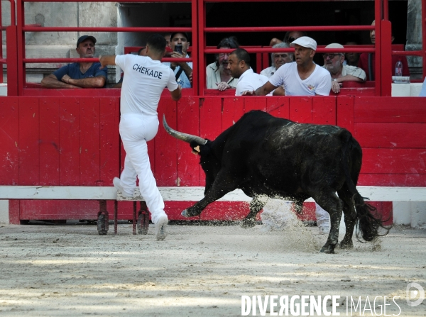 Courses Camarguaises