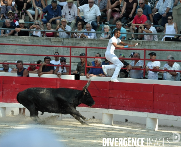 Courses Camarguaises