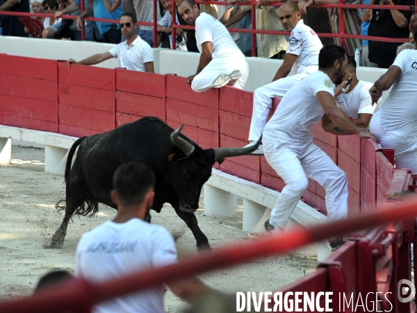 Courses Camarguaises