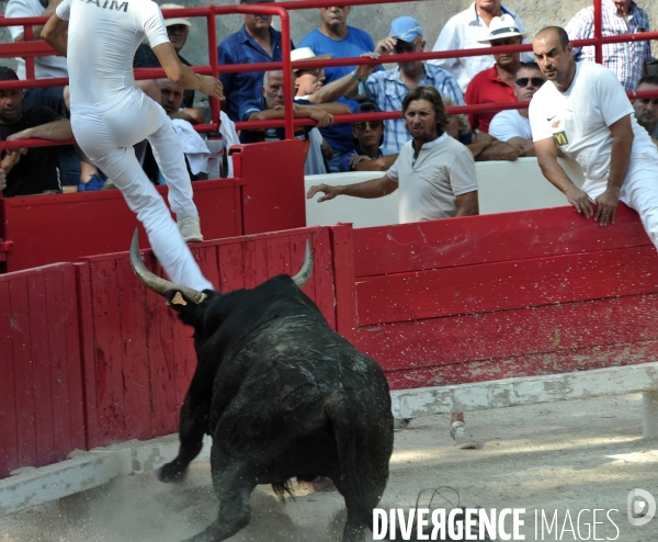 Courses Camarguaises