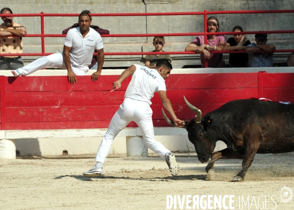 Courses Camarguaises