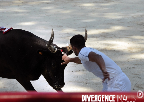 Courses Camarguaises