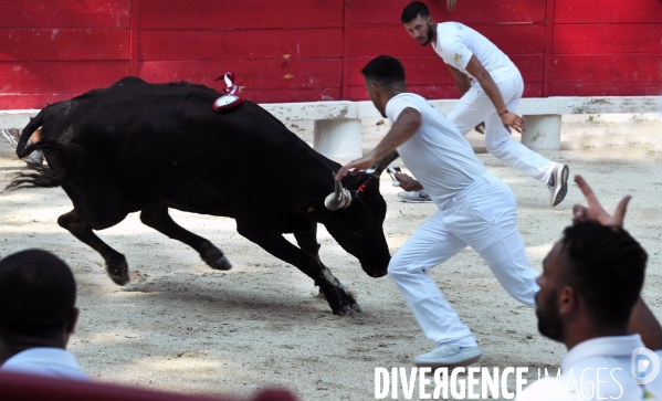 Courses Camarguaises