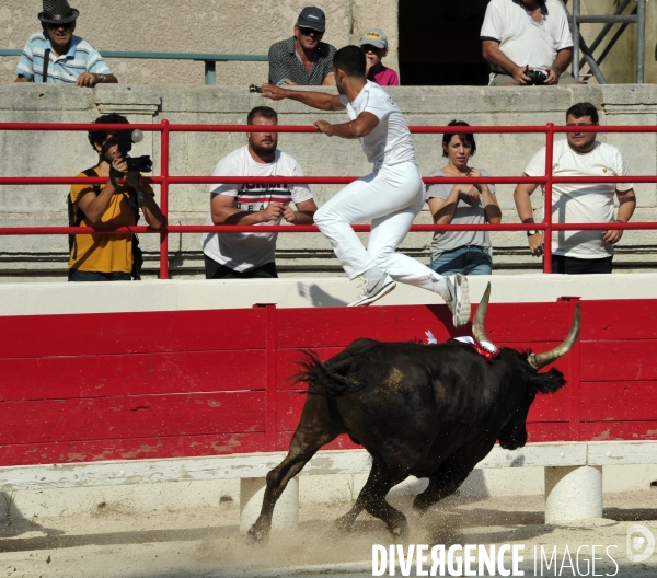 Courses Camarguaises