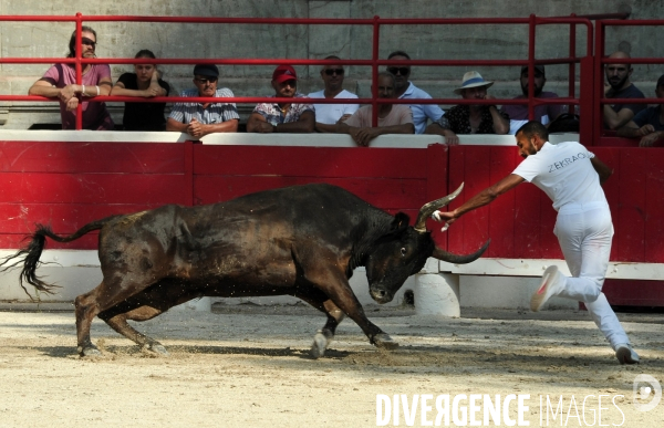 Courses Camarguaises