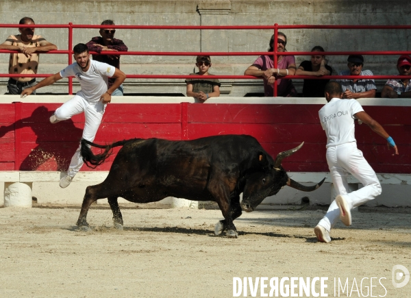 Courses Camarguaises