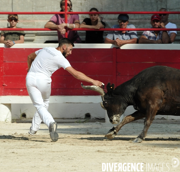 Courses Camarguaises