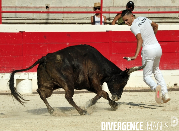 Courses Camarguaises