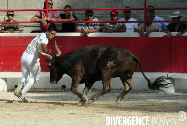 Courses Camarguaises