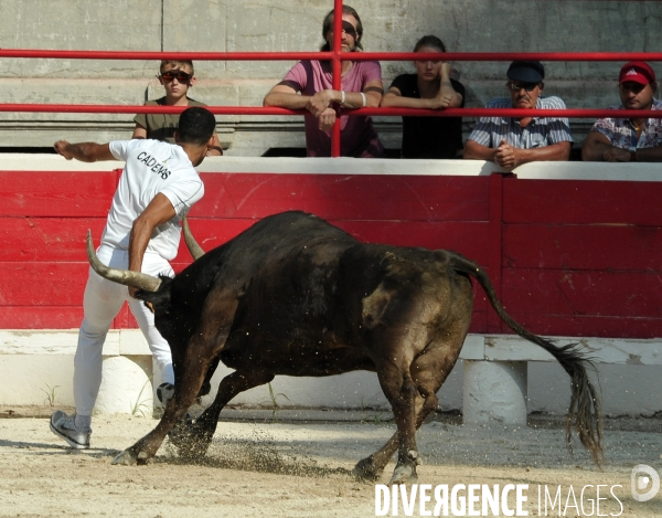 Courses Camarguaises