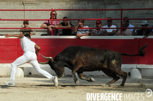 Courses Camarguaises