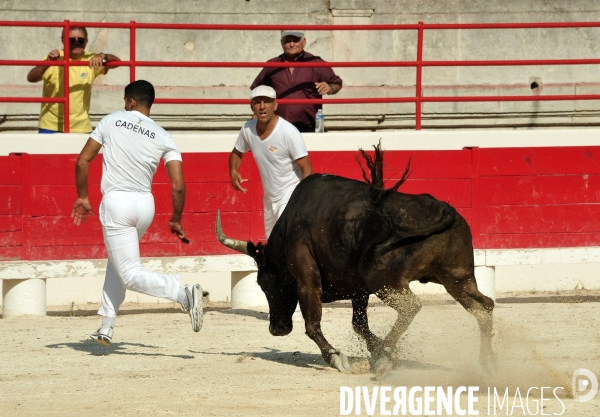 Courses Camarguaises