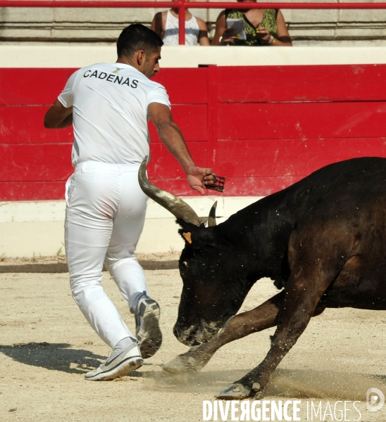 Courses Camarguaises