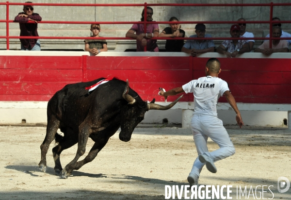 Courses Camarguaises