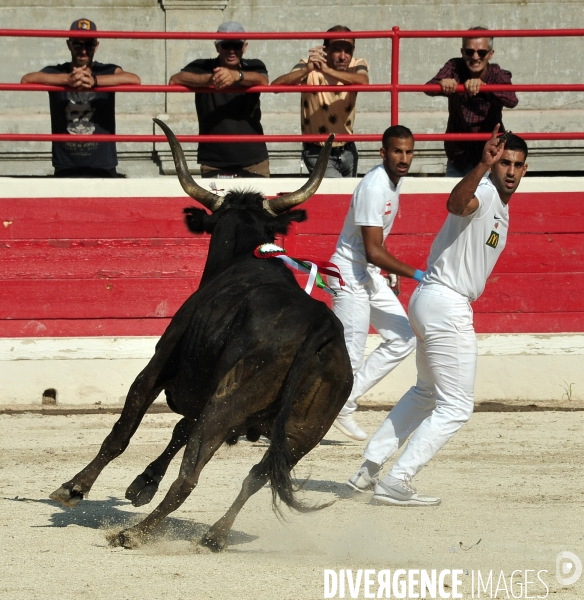 Courses Camarguaises