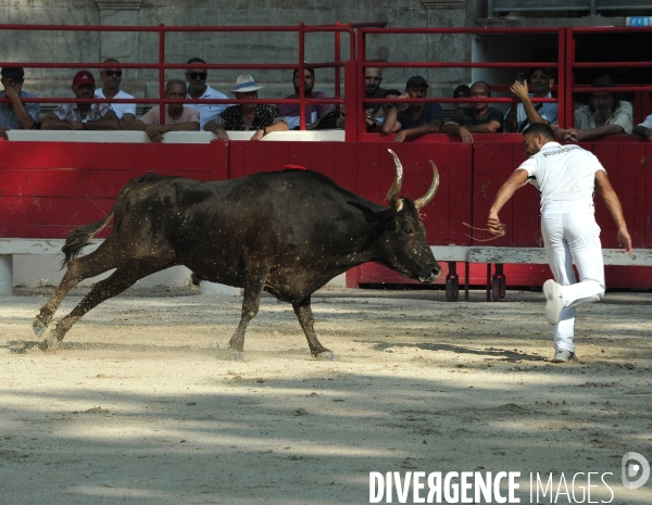 Courses Camarguaises