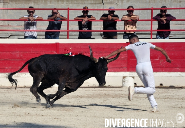 Courses Camarguaises