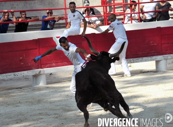 Courses Camarguaises