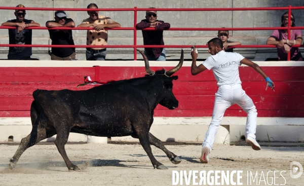 Courses Camarguaises