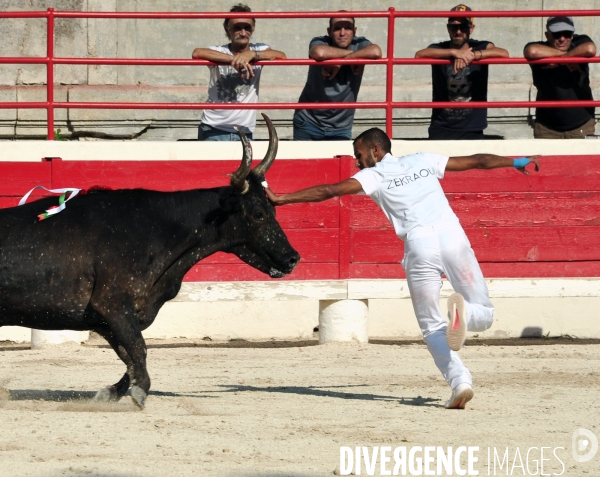 Courses Camarguaises