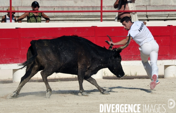 Courses Camarguaises