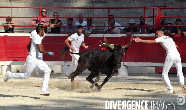 Courses Camarguaises