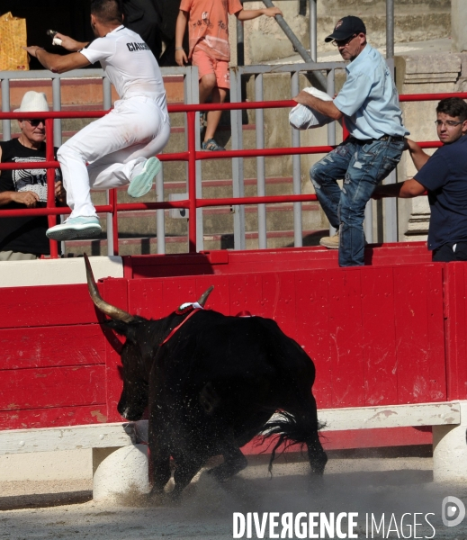 Courses Camarguaises