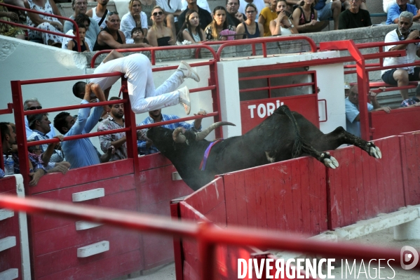 Courses Camarguaises