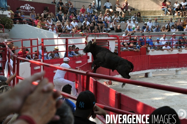 Courses Camarguaises